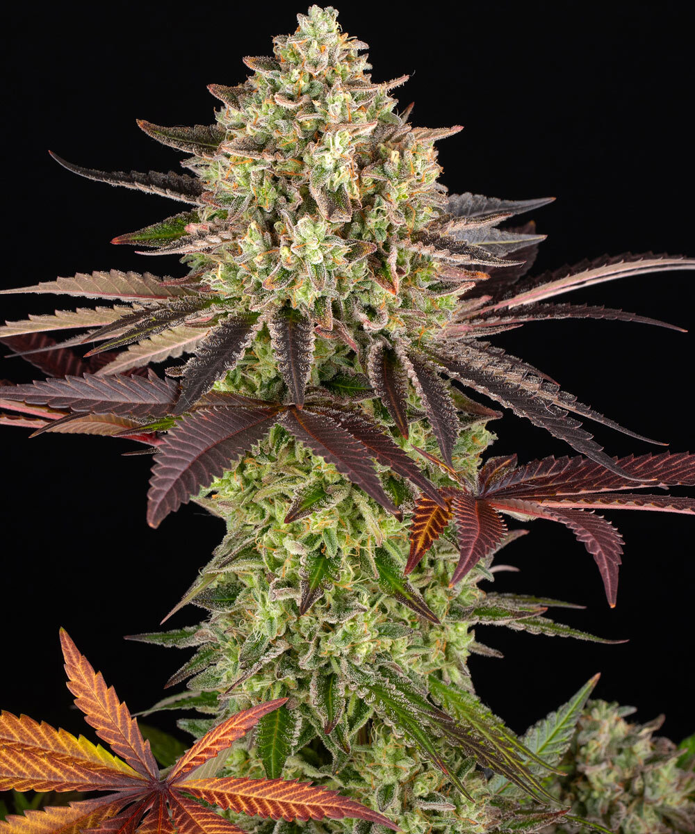 apple fritter_1